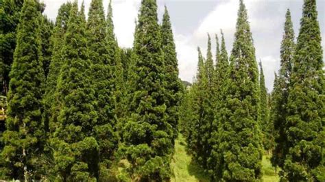contoh tanaman di dataran tinggi  Stratifikasi pada lokasi penelitian dilakukan berdasarkan kondisi tutupanKetapang atau katapang (Terminalia catappa) adalah nama sejenis pohon tepi pantai yang rindang